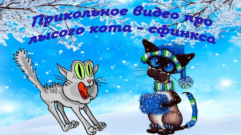 Где и как греется лысый кот сфинкс когда холодно Прикольное