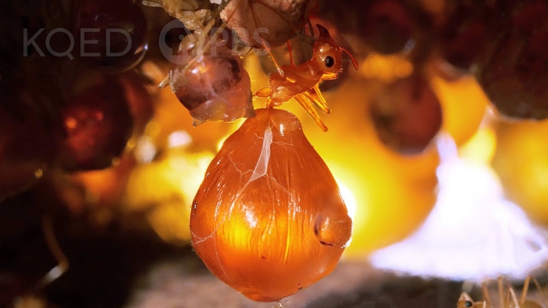 Honeypot Ants Turn Their Biggest Sisters into Jugs of Nectar, Deep