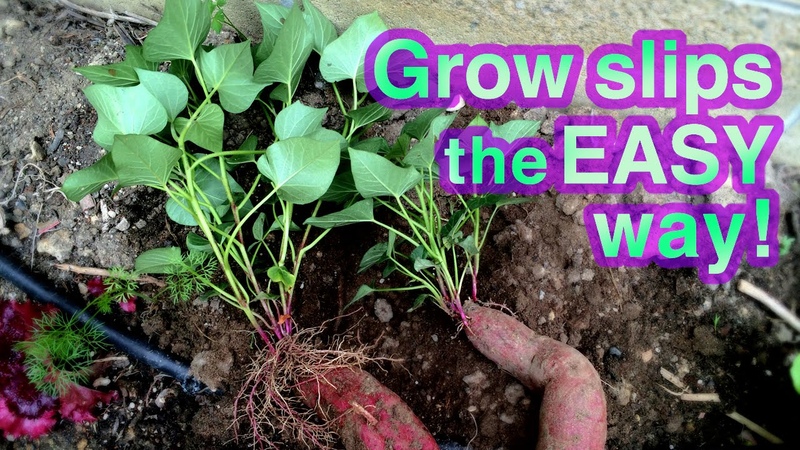How to Grow Sweet Potato Successfully Its Super