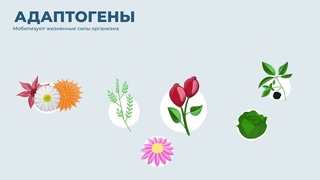 Vertera Gel Forte