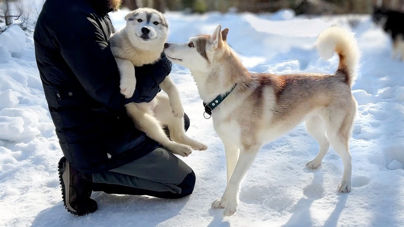 Husky Olive is Amazed at How the Pups Have