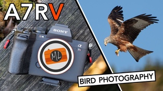 Sony A7R V: Bird Photography / Birds In Flight Review (+ Bird Eye AF Explained)