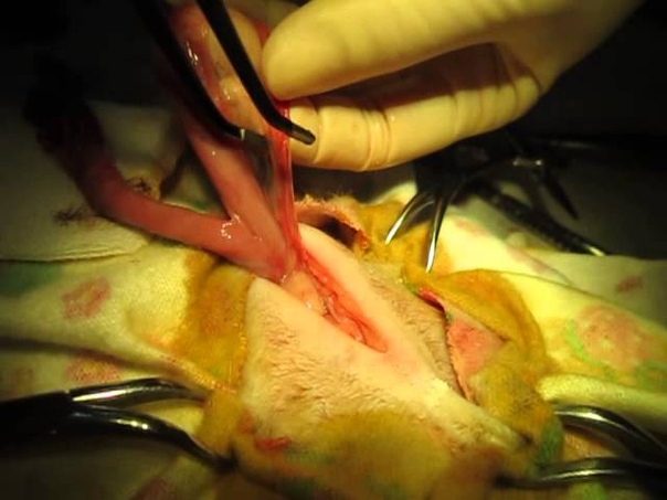 Neutering (spaying a cat) кошки