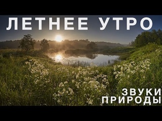 Туманное утро. Дикая природа России под пение птиц