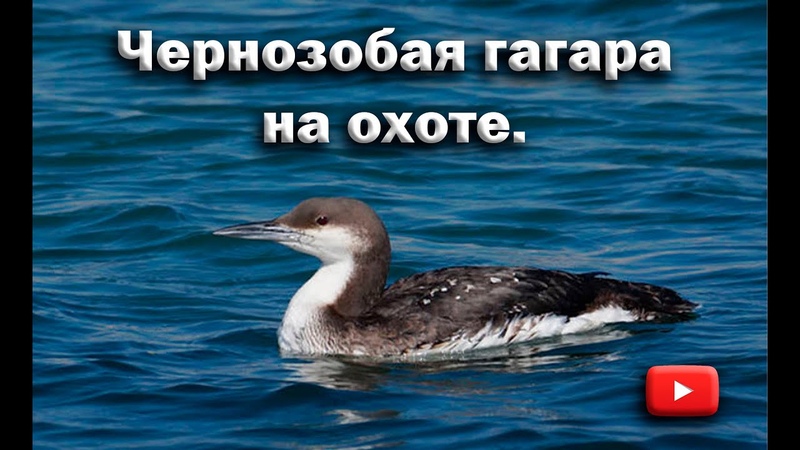 Чернозобая гагара на охоте. Black throated loon