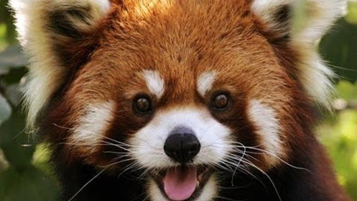 Веселые красные (малые) панды. Red