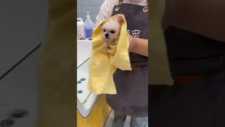 What I didnt plan to do turned out to be so cute. Do you think Ive earned it Cute pet debut plan