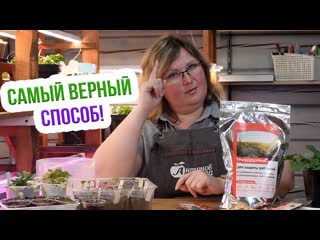 Плесень на рассаде!