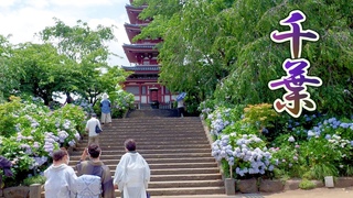 The peak season of hydrangea flowers in Chiba. The summer is just around the corner. # # #4K