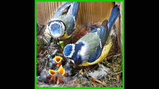 45 Days in 15 Minutes - Wild Blue Tit Birdhouse Camera (and baby bird feeding)