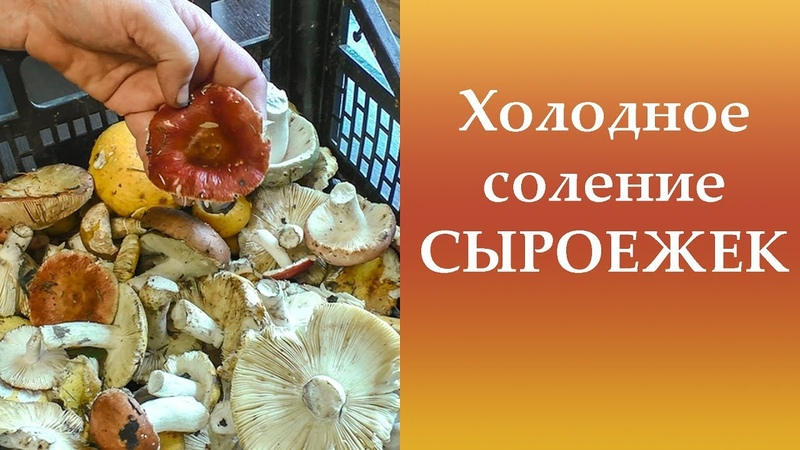 Холодное соление СЫРОЕЖЕК. Подробный