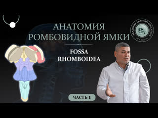 Ромбовидная ямка. Анатомия Ромбовидной ямки.Часть 1. Anatomy of the rhomboid fossa. Part 1