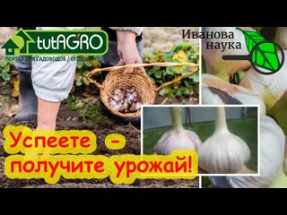 ЧЕСНОЧИЩЕ с КУЛАЧИЩЕ! Самое главное в посадке чеснока - это... глубина посадки!