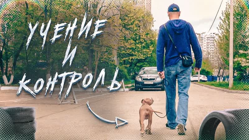 Щенок, игры, дети, чужие люди и