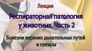 Респираторная Патология у Животных. 2 Часть.
