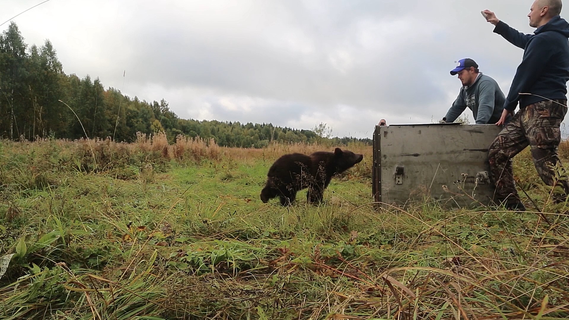 В Тверской области продолжаются "выпускные" медвежат-сирот