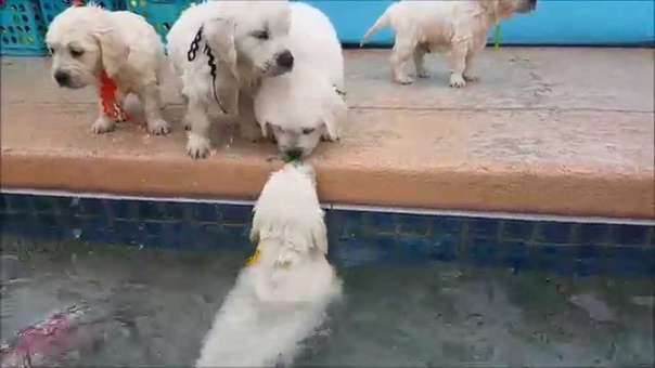 5 week old retriever puppies swim for first