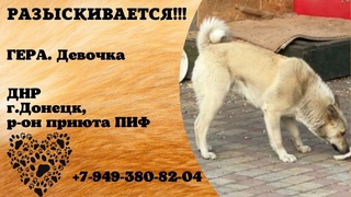 Пропала собака! ГЕРА.ДЕВОЧКА. ДНР г. Донецк