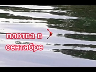 Ловля плотвы в сентябре