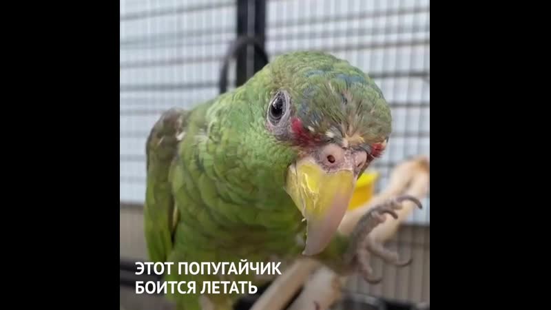 Включи попугая. Попугай поет. Пение попугаев корелла. Попугай макеша поет. Попугай корелла поет.