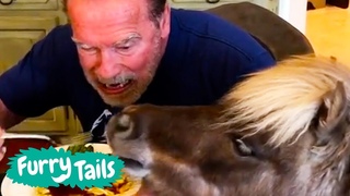 Arnold Schwarzenegger and his donkey FT
