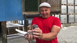 Девятая тренировка спортивных голубей,  . расстояние по прямой 900 км, по дороге 1172 км