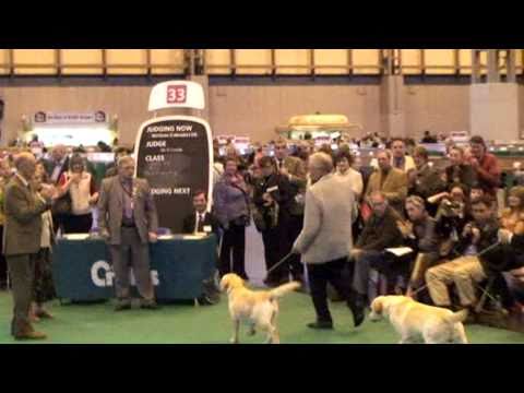 Crufts 2011 Labrador Best of Beed Ronsard Me