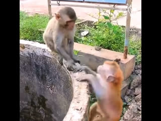 The rescue