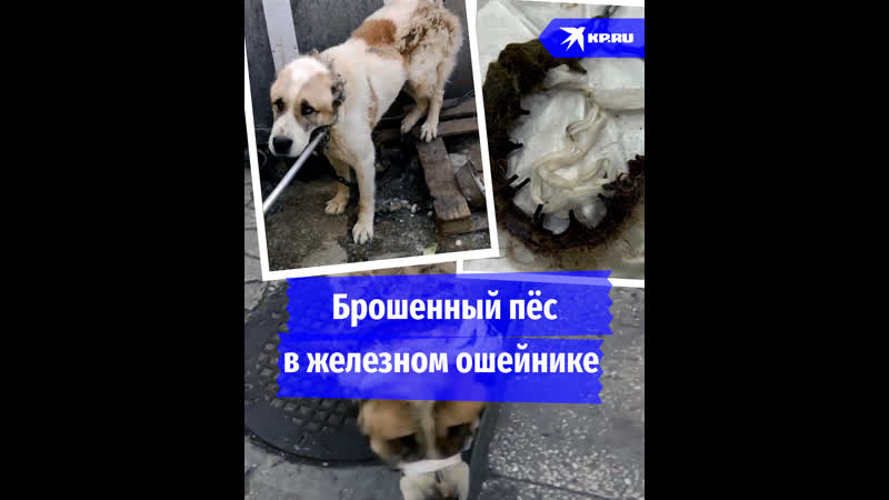 Брошенный пёс в железном