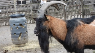 Hennes IX    4K