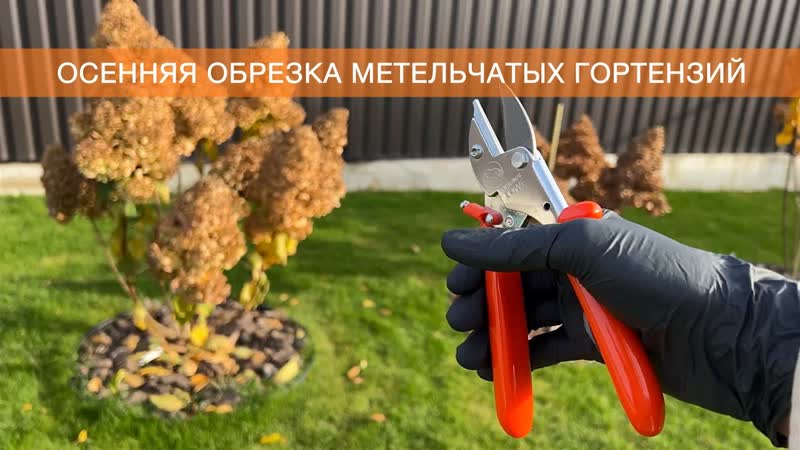 ОСЕННЯЯ ОБРЕЗКА МЕТЕЛЬЧАТЫХ