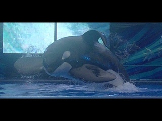 One Ocean w/Tilikum (Full Show/Full HD) Jan 15 2015 430pm - SeaWorld Orlando