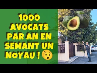 Il plante un noyau d'avocat et rcolte plus de 1000 avocats chaque anne !