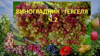 Виноград 2018. Виноградник Гергеля Александра. . Ч.2