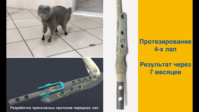 Протезирование 4 х лап у кошки после отморожения (результат