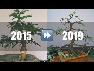 BONSAI DIARY: Creating Nebari With Split Bark Technique Update