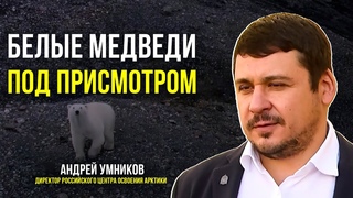 Ямальские учёные посчитали белых медведей