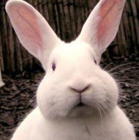 Елена Баскакова -lenchen- | Санкт-Петербург