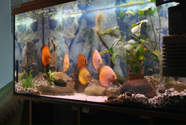 №26, Ольга Грузд, 40 лет, Симферополь №26, Ольга Грузд, 40 лет, Симферополь