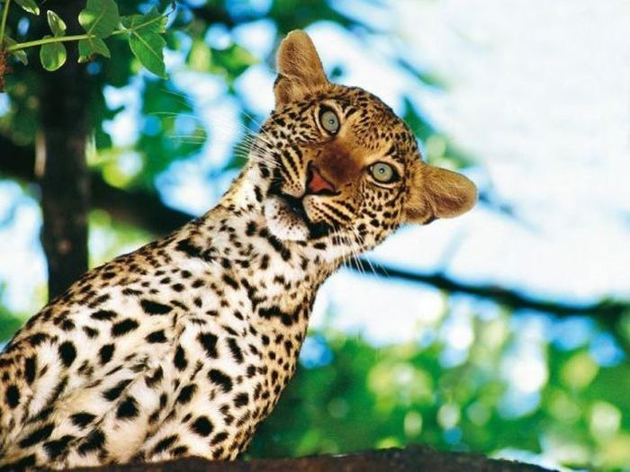 Владимир Дмитриев | Владимир