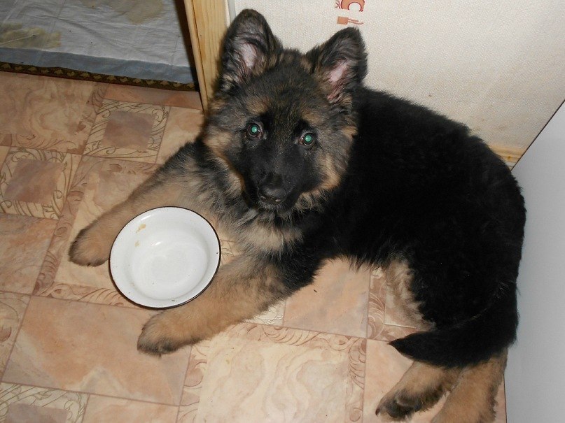 Иван Некин | Олонец