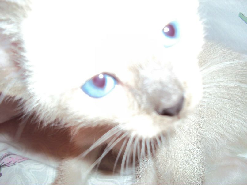 Светлана Светлова | Валдай