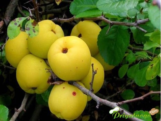 Дмитрий Корунный | Псков