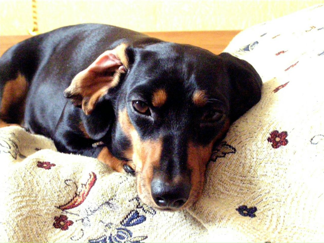 София Мойсеенко-Коваленко | Киев