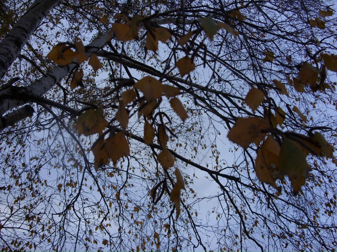 Юлия Зевалд | Коломна