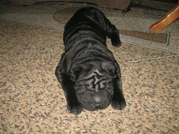 №50, Никита Гладченко, Мирноград / Димитров №50, Никита Гладченко, Мирноград / Димитров