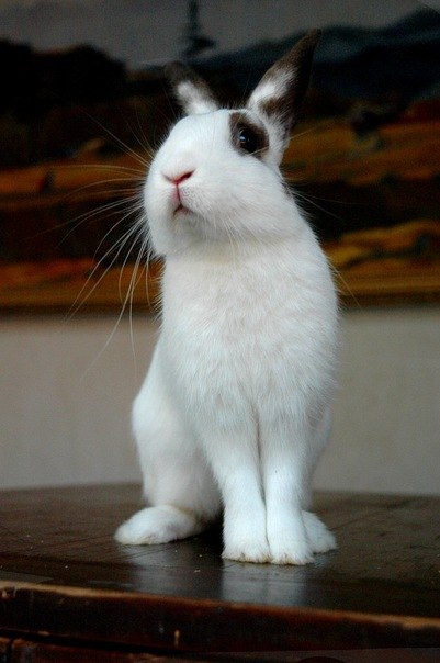 Ладуля =^.^= | Екатеринбург