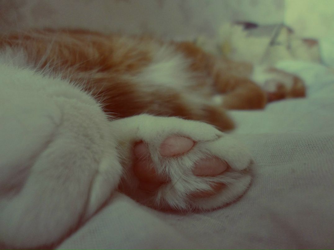 Katty Cruel † | Москва