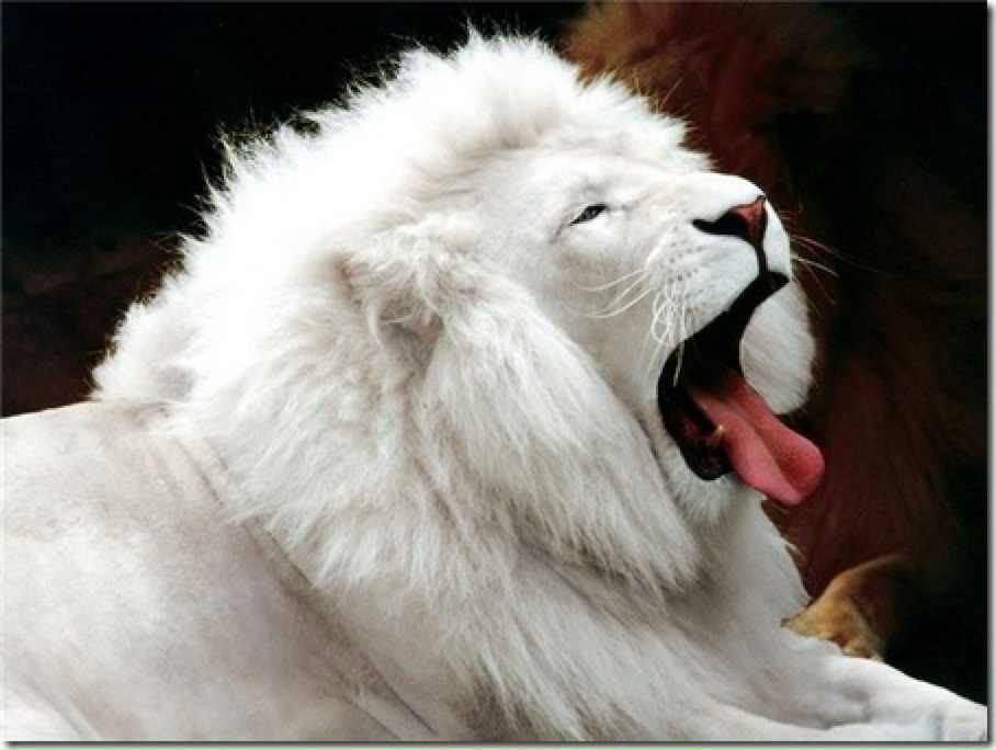 Арман Хачатрян | Хабаровск