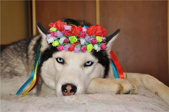 Олег Умаров | Брянск